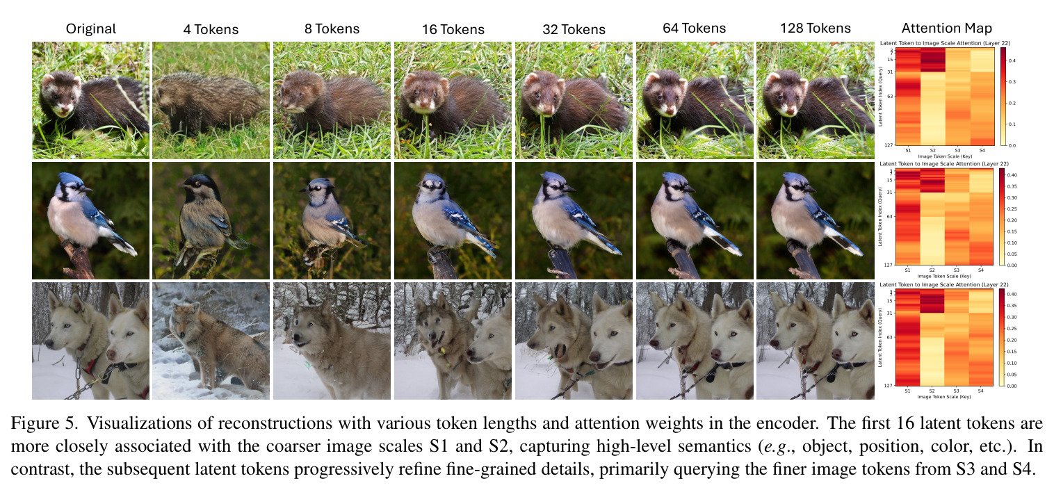 Visualizations of reconstructions with various token lengths and attention weights in the encoder. The first 16 latent tokens are more closely associated with the coarser image scales S1 and S2, capturing high-level semantics (e.g., object, position, color, etc.). In contrast, the subsequent latent tokens progressively refine fine-grained details, primarily querying the finer image tokens from S3 and S4.