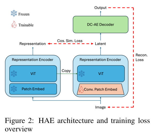 HAE architecture and training loss overview