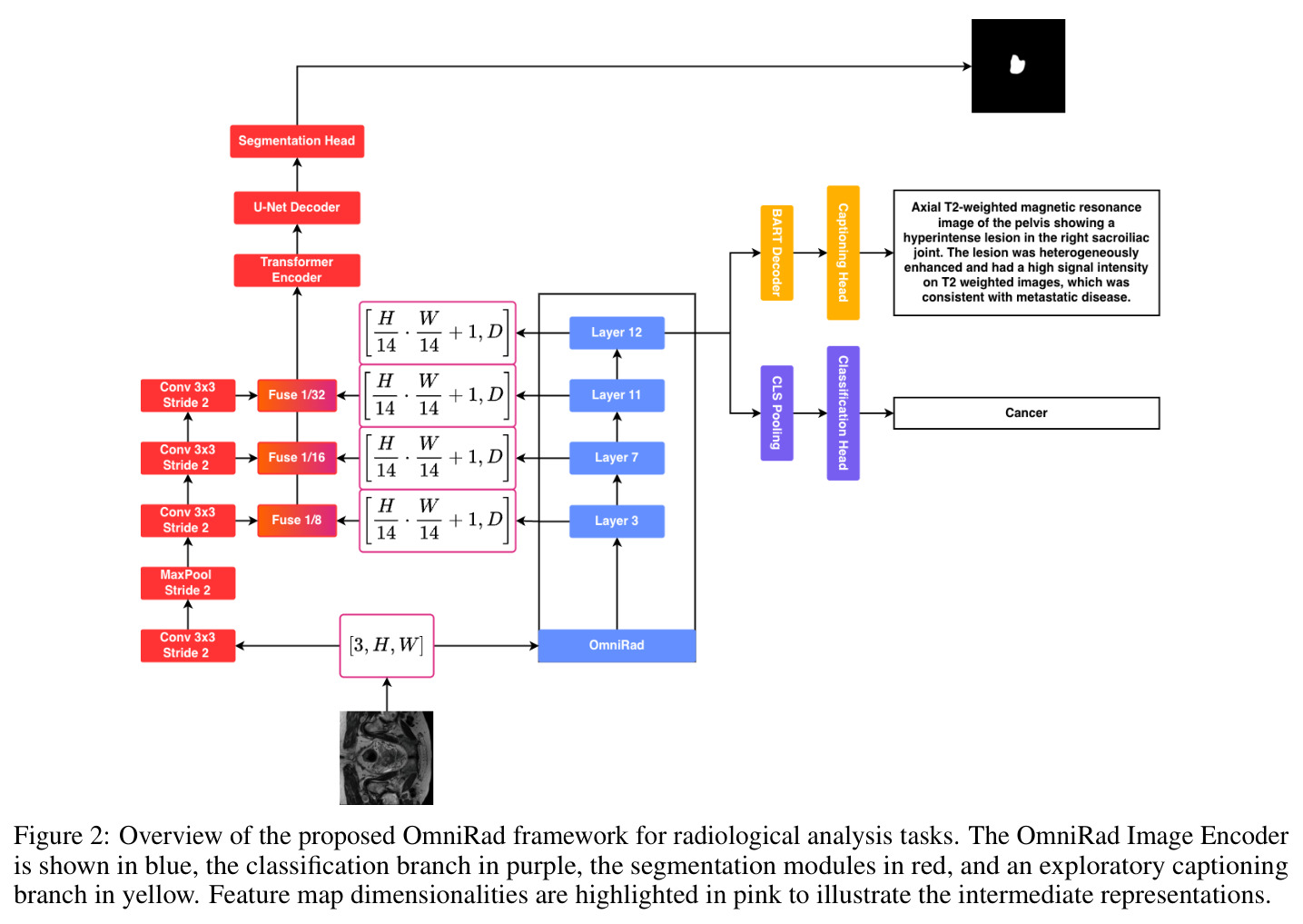 Overview of the proposed OmniRad framework for radiological analysis tasks