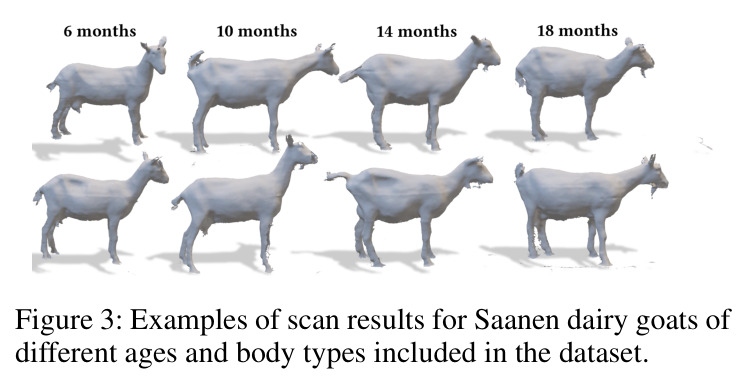Examples of scan results for Saanen dairy goats of different ages and body types included in the dataset.