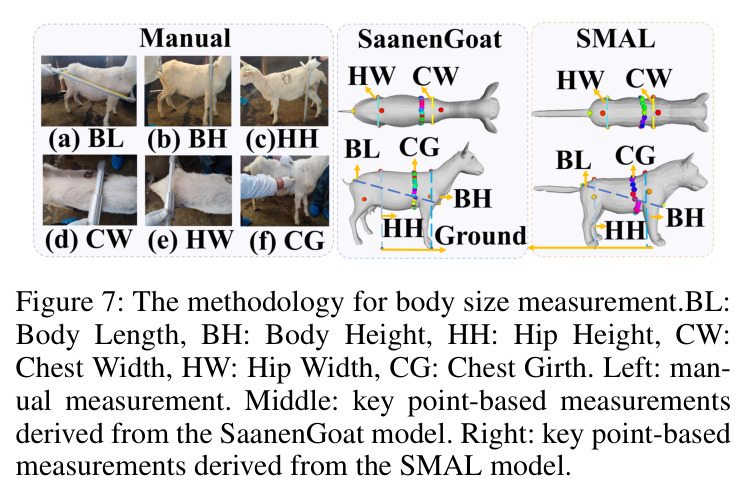 The methodology for body size measurement.