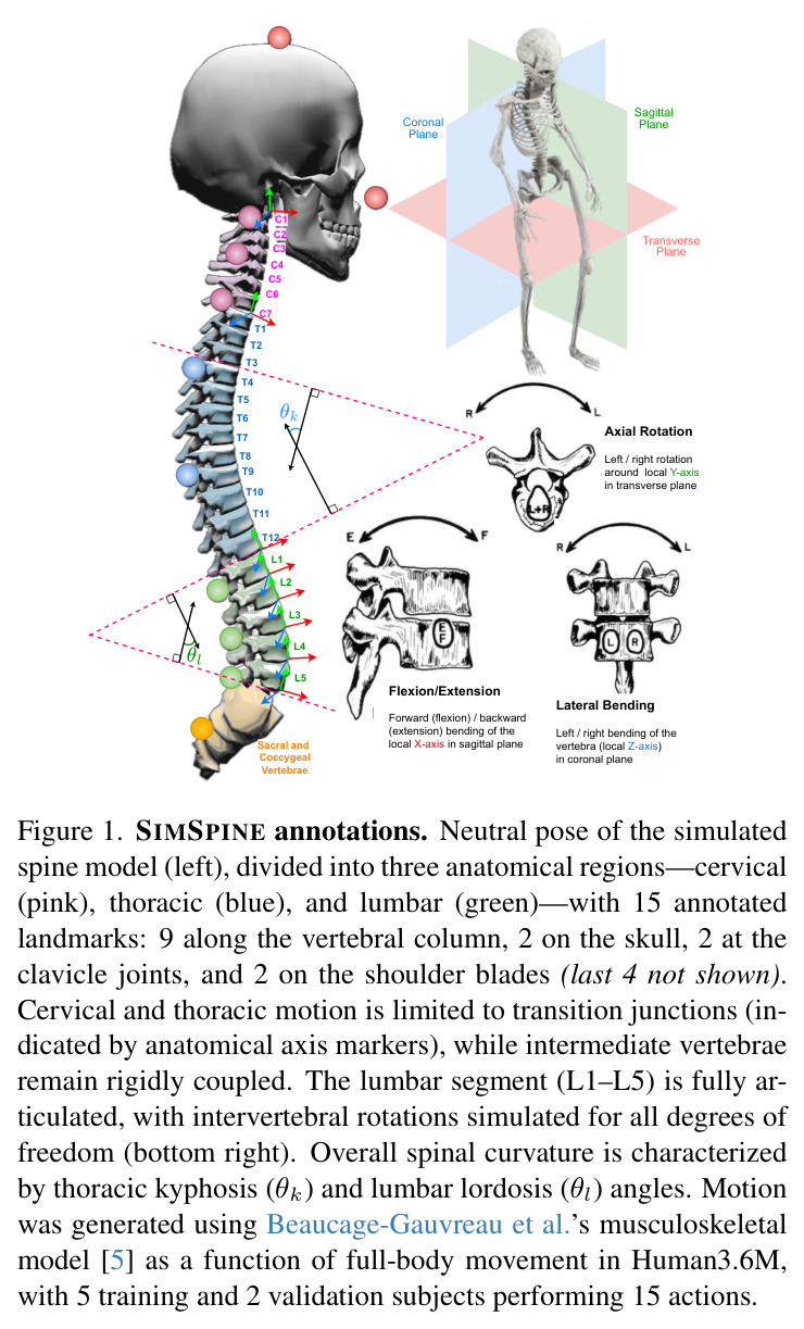 SIMSPINE annotations. Neutral pose of the simulated spine model (left), divided into three anatomical regions—cervical (pink), thoracic (blue), and lumbar (green)—with 15 annotated landmarks: 9 along the vertebral column, 2 on the skull, 2 at the clavicle joints, and 2 on the shoulder blades (last 4 not shown). Cervical and thoracic motion is limited to transition junctions (indicated by anatomical axis markers), while intermediate vertebrae remain rigidly coupled. The lumbar segment (L1–L5) is fully articulated, with intervertebral rotations simulated for all degrees of freedom (bottom right). Overall spinal curvature is characterized by thoracic kyphosis (θk) and lumbar lordosis (θl) angles. Motion was generated using Beaucage-Gauvreau et al.'s musculoskeletal model [5] as a function of full-body movement in Human3.6M, with 5 training and 2 validation subjects performing 15 actions.