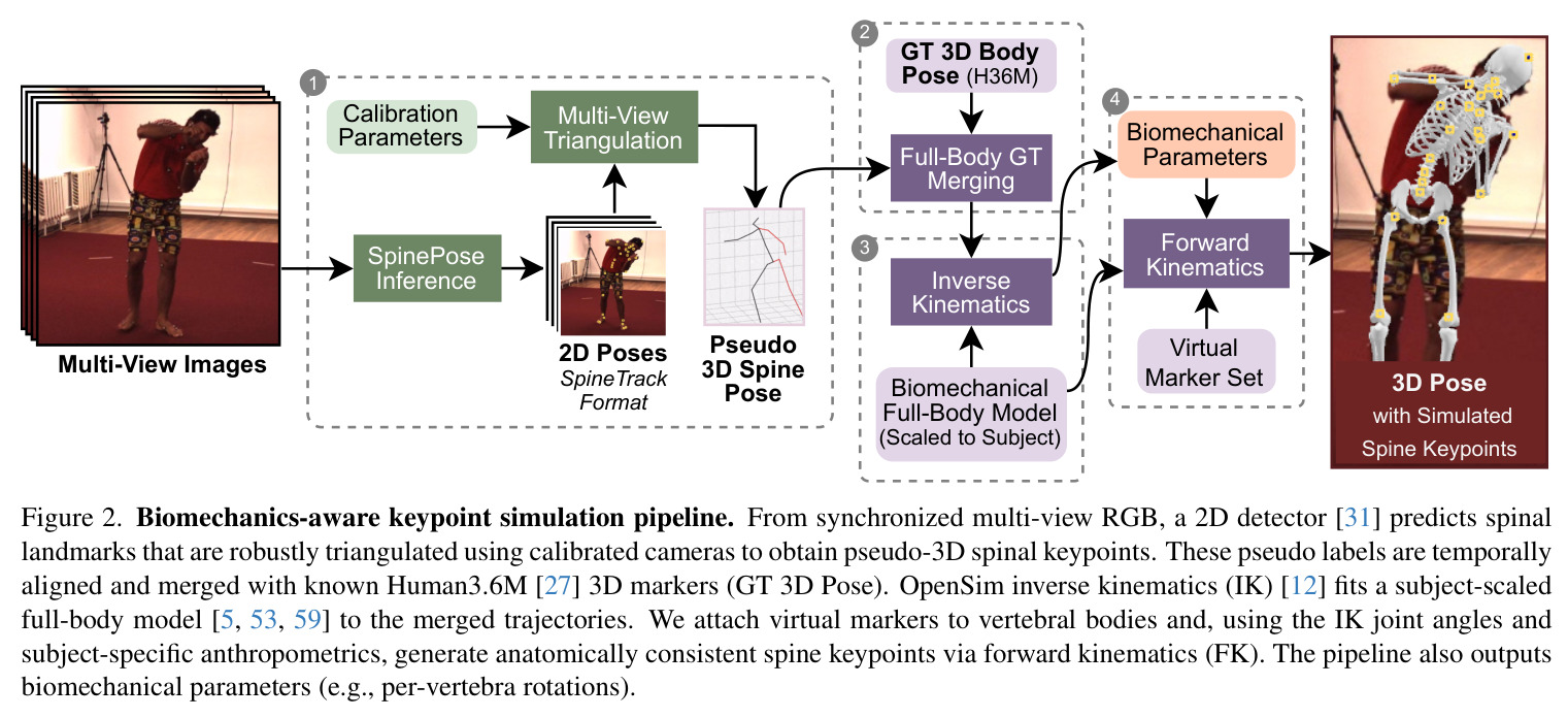 Biomechanics-aware keypoint simulation pipeline. From synchronized multi-view RGB, a 2D detector [31] predicts spinal landmarks that are robustly triangulated using calibrated cameras to obtain pseudo-3D spinal keypoints. These pseudo labels are temporally aligned and merged with known Human3.6M [27] 3D markers (GT 3D Pose). OpenSim inverse kinematics (IK) [12] fits a subject-scaled full-body model [5, 53, 59] to the merged trajectories. We attach virtual markers to vertebral bodies and, using the IK joint angles and subject-specific anthropometrics, generate anatomically consistent spine keypoints via forward kinematics (FK). The pipeline also outputs biomechanical parameters (e.g., per-vertebra rotations).
