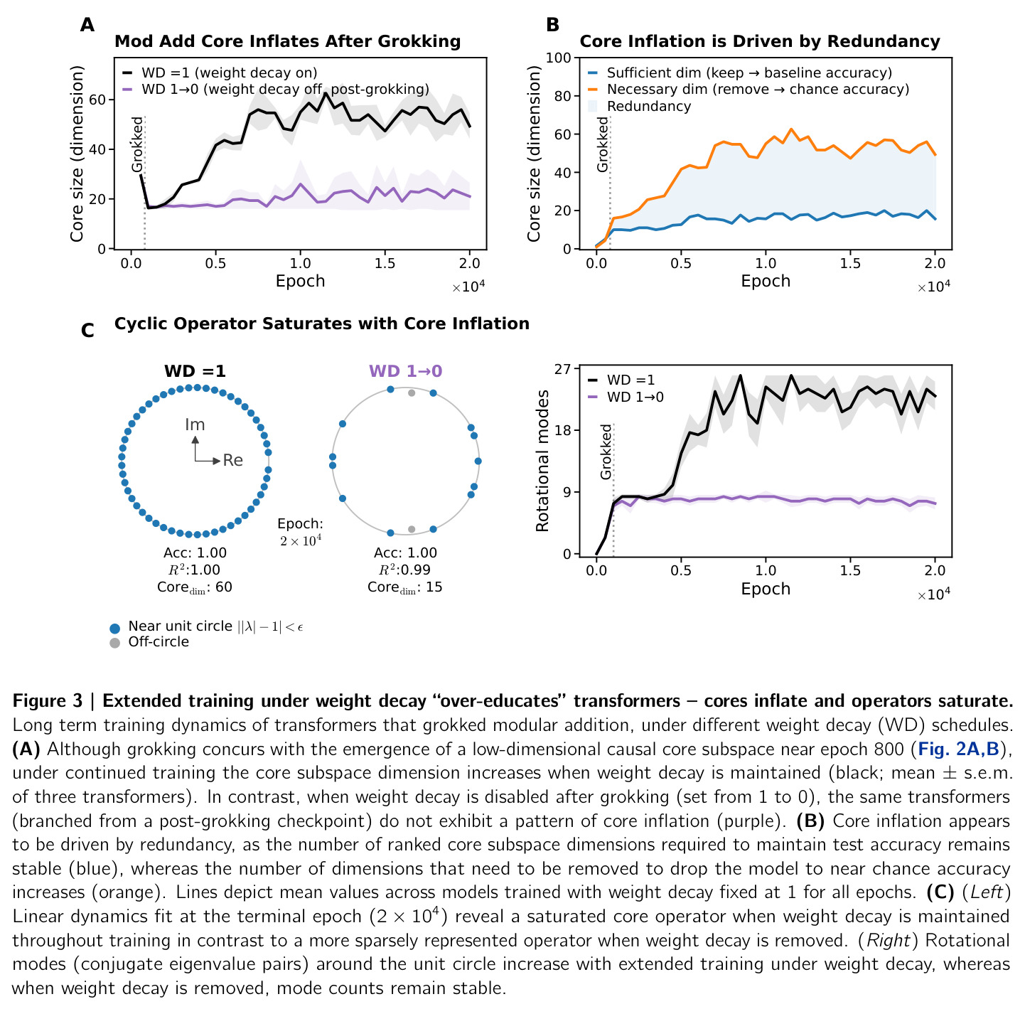 Extended training under weight decay 'over-educates' transformers – cores inflate and operators saturate.