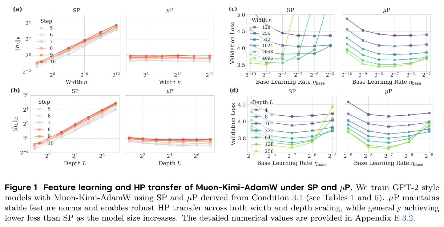 SP 与 µP 在 Muon-Kimi-AdamW 下的特征学习和 HP 迁移对比