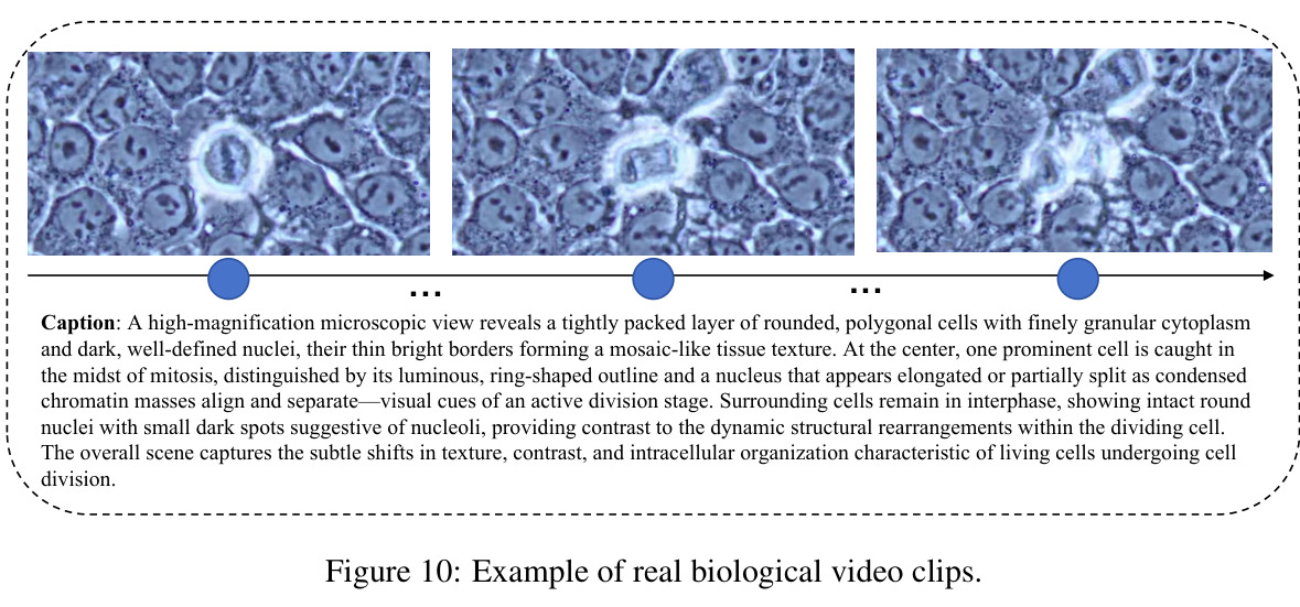 Example of real biological video clips.