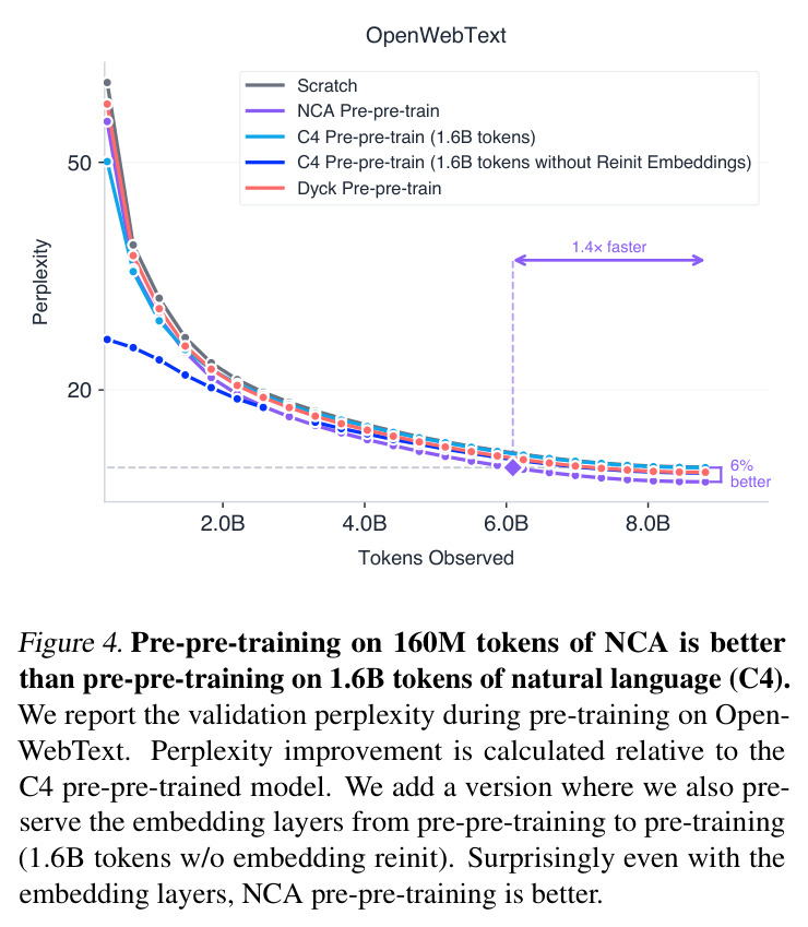 Pre-pre-training on 160M tokens of NCA is better than pre-pre-training on 1.6B tokens of natural language (C4). (160M NCA vs. 1.6B C4 vs. 1.6B C4-without-embedding-reinit vs. Dyck 在 OpenWebText 上的 perplexity 曲线,标注 5% 改善与 1.4× 加速。) 