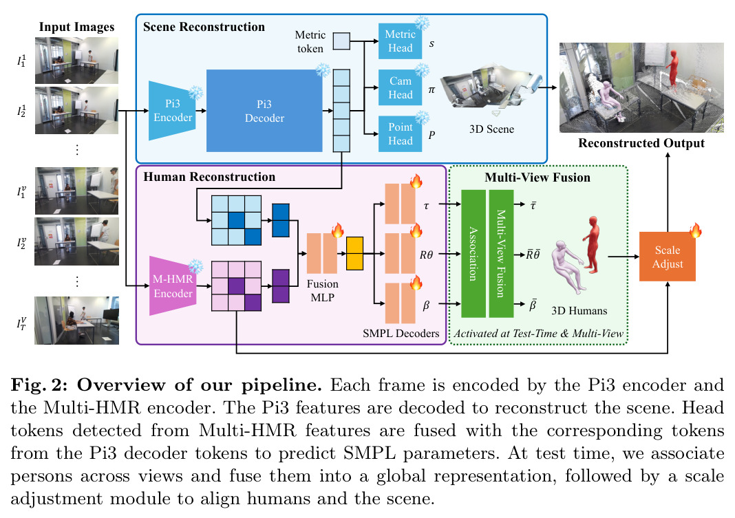 Overview of our pipeline. Each frame is encoded by the Pi3 encoder and the Multi-HMR encoder. The Pi3 features are decoded to reconstruct the scene. Head tokens detected from Multi-HMR features are fused with the corresponding tokens from the Pi3 decoder tokens to predict SMPL parameters. At test time, we associate persons across views and fuse them into a global representation, followed by a scale adjustment module to align humans and the scene.