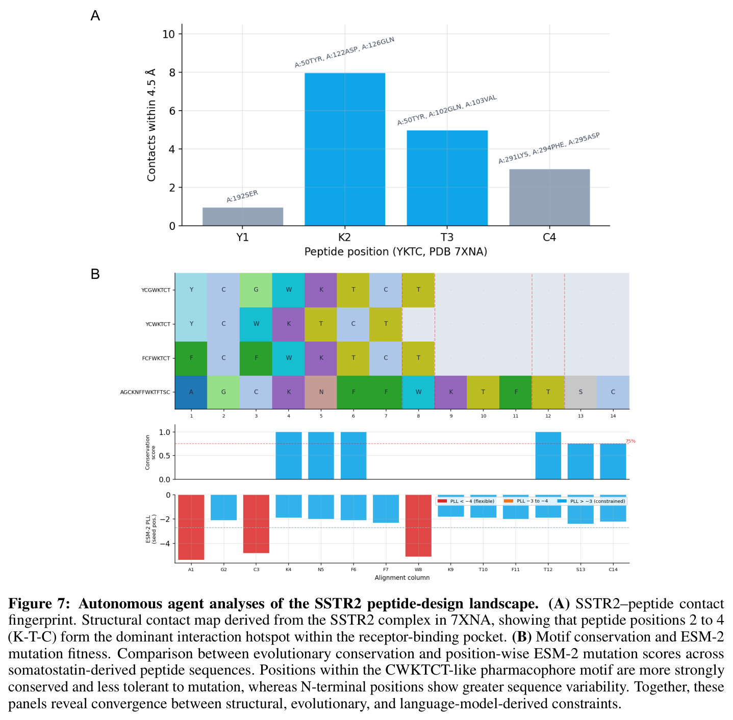 Autonomous agent analyses of the SSTR2 peptide-design landscape