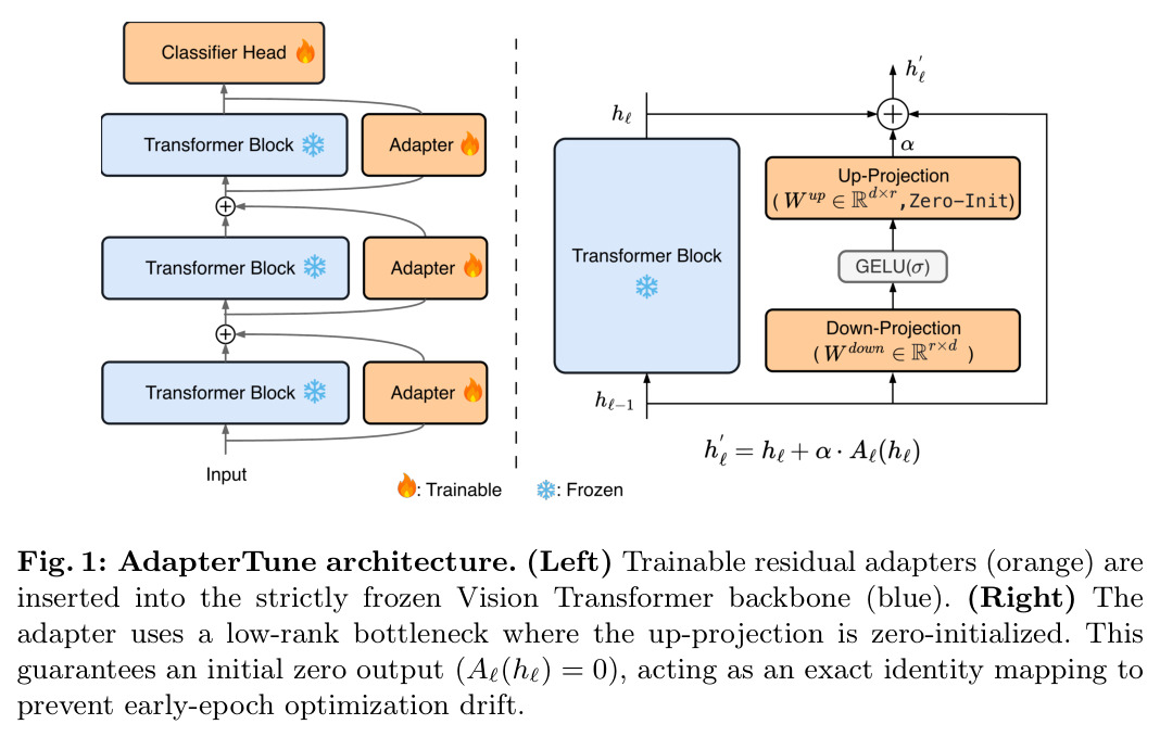 AdapterTune architecture. (Left) Trainable residual adapters (orange) are inserted into the strictly frozen Vision Transformer backbone (blue). (Right) The adapter uses a low-rank bottleneck where the up-projection is zero-initialized. This guarantees an initial zero output, acting as an exact identity mapping to prevent early-epoch optimization drift.