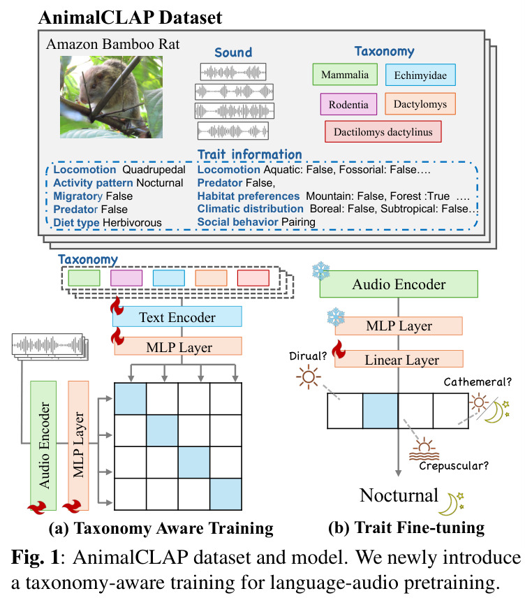 AnimalCLAP dataset and model. We newly introduce a taxonomy-aware training for language-audio pretraining.