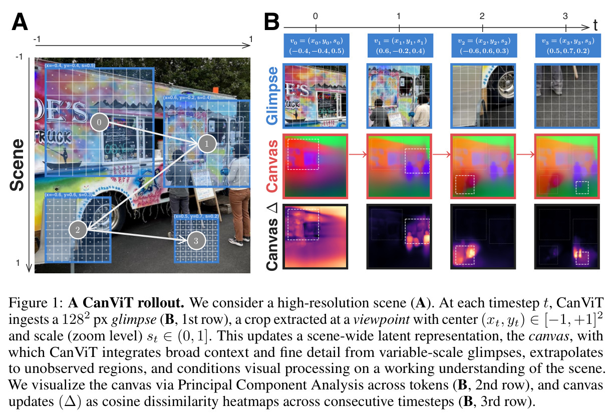 A CanViT rollout