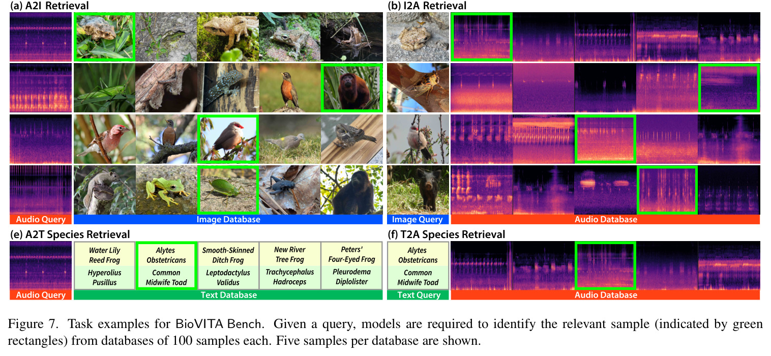 Genus and family-level consistency of Top-1 misclassifications across retrieval tasks. The BioVITA model more frequently predicts the correct genus or family despite species-level errors.