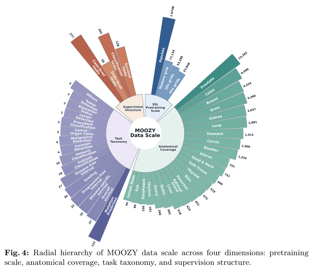 Radial hierarchy of MOOZY data scale across four dimensions