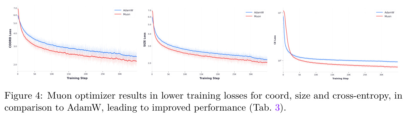 Muon optimizer results in lower training losses for coord, size and cross-entropy, in comparison to AdamW, leading to improved performance.