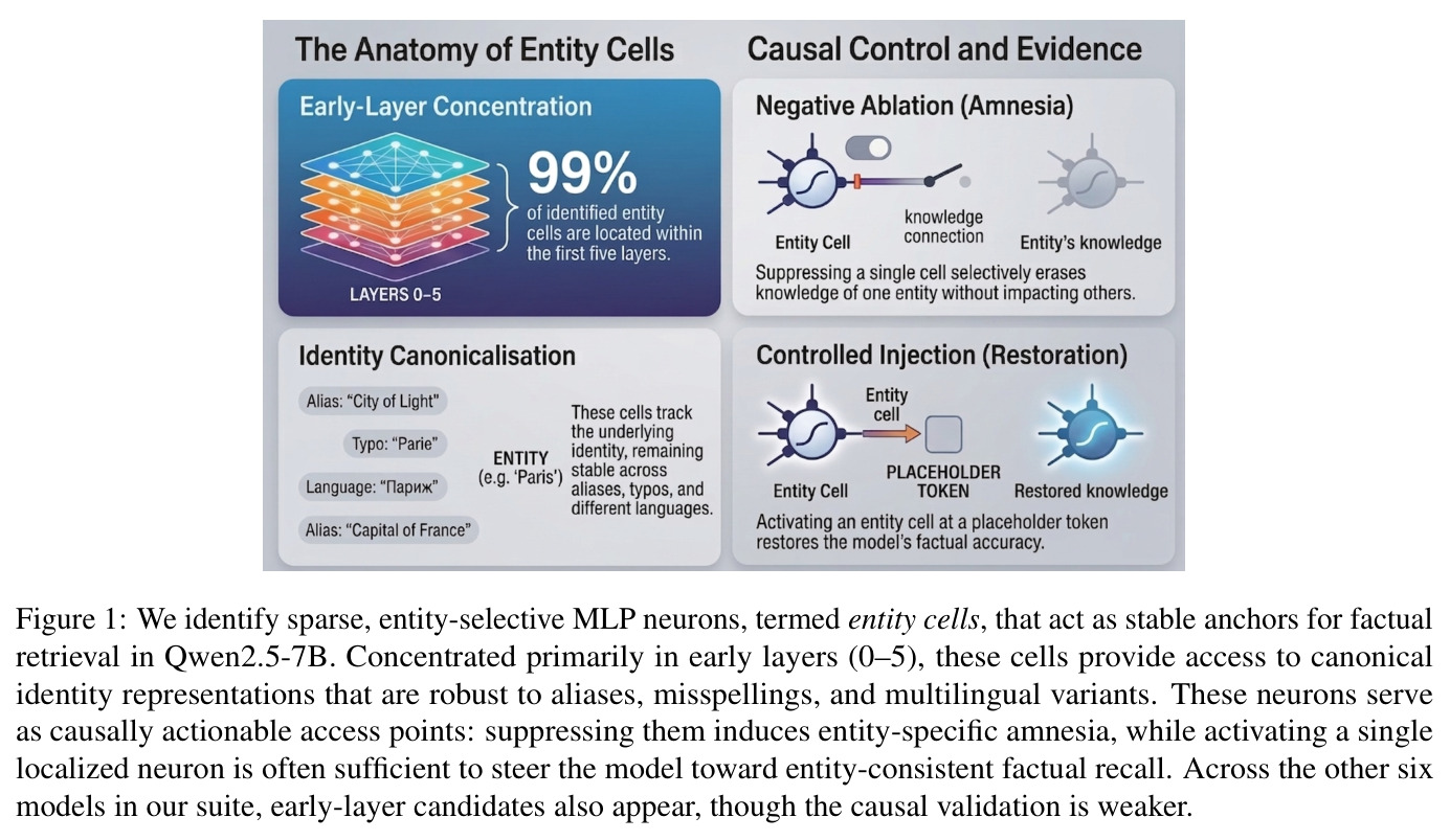 We identify sparse, entity-selective MLP neurons, termed entity cells, that act as stable anchors for factual retrieval in Qwen2.5-7B. Concentrated primarily in early layers (0–5), these cells provide access to canonical identity representations that are robust to aliases, misspellings, and multilingual variants. These neurons serve as causally actionable access points: suppressing them induces entity-specific amnesia, while activating a single localized neuron is often sufficient to steer the model toward entity-consistent factual recall. Across the other six models in our suite, early-layer candidates also appear, though the causal validation is weaker.