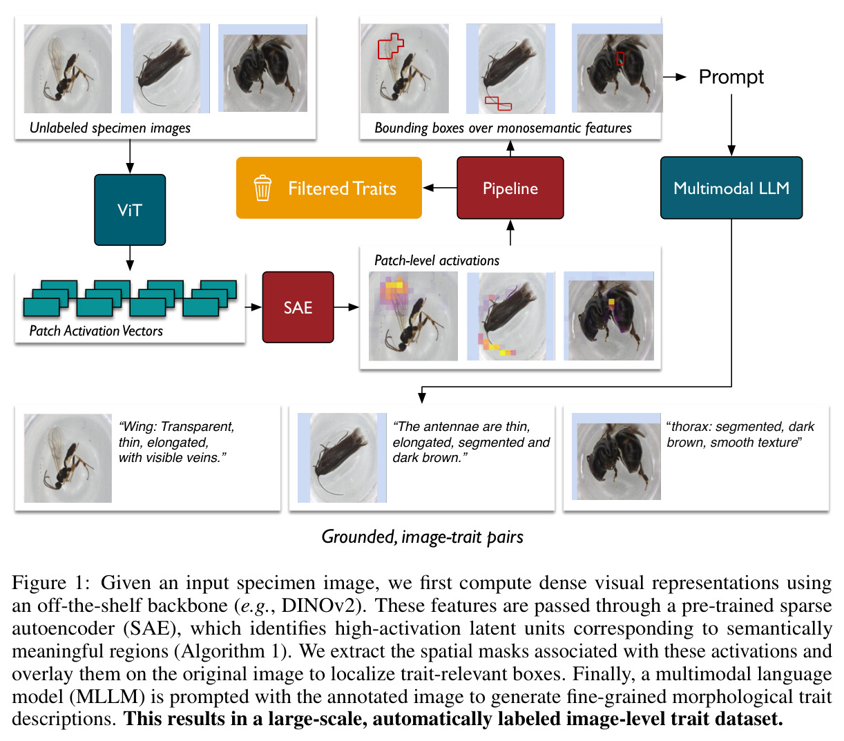 Pipeline overview: ViT → SAE → bounding boxes over monosemantic features → prompt to MLLM → grounded, image-trait pairs
