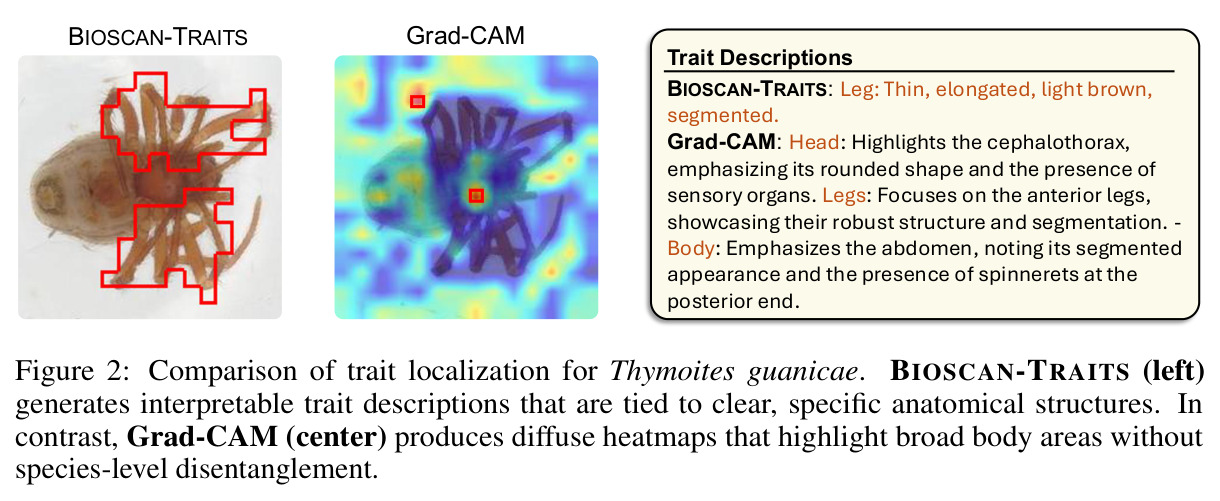 Comparison of trait localization for Thymoites guanicae: BIOSCAN-TRAITS (left) vs Grad-CAM (center)