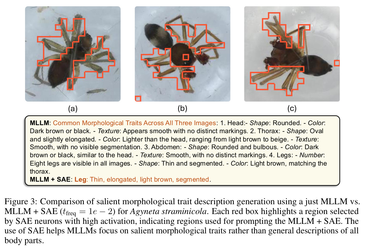 MLLM vs MLLM+SAE for Agyneta straminicola