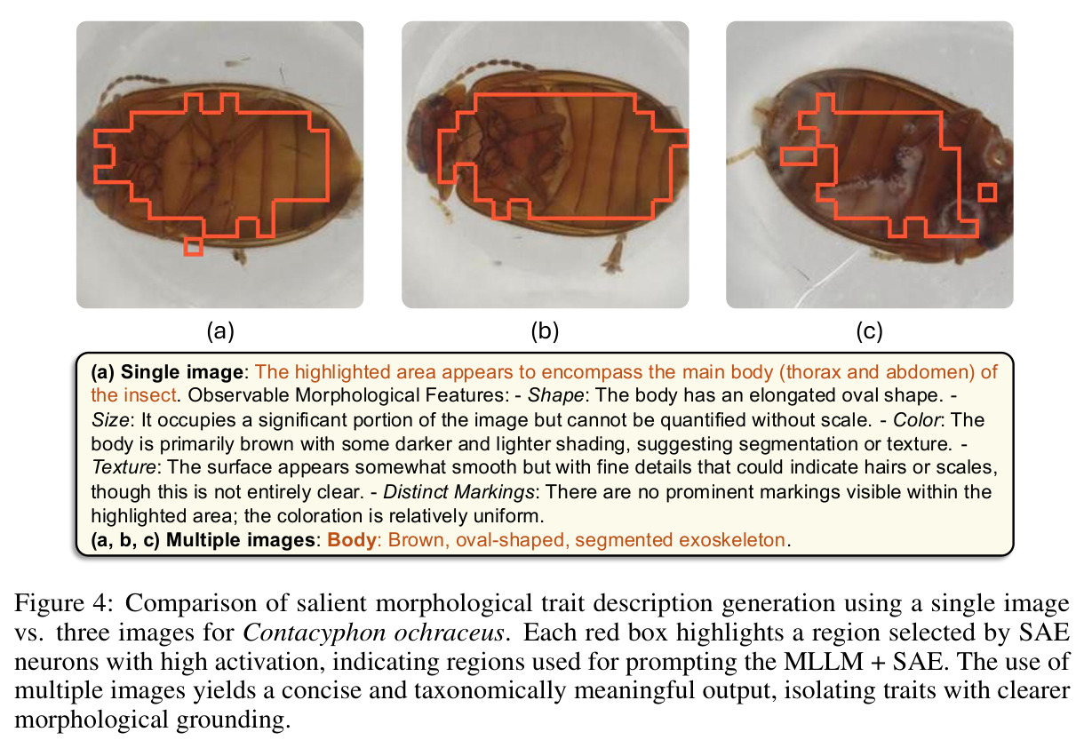Single image vs three images for Contacyphon ochraceus