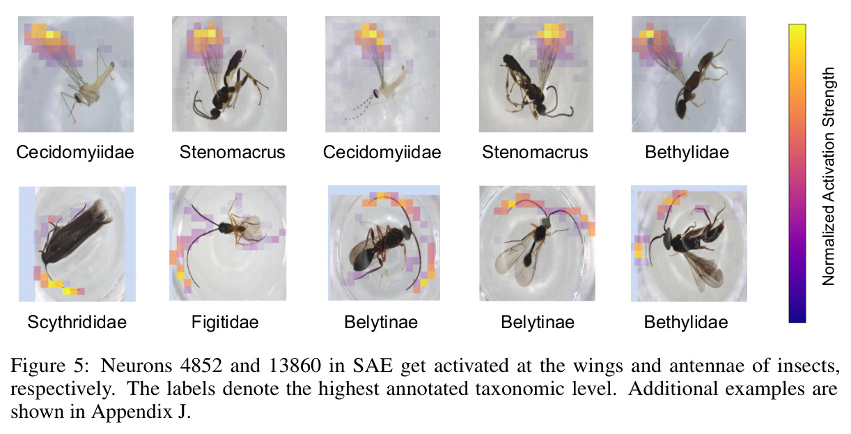 Neurons 4852 (wings) and 13860 (antennae) consistently activate on these parts across insect taxa