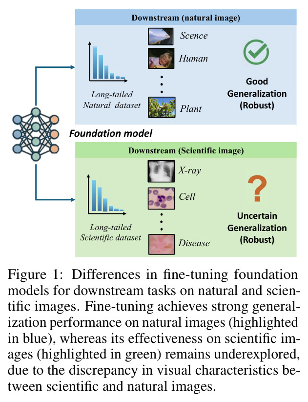 Differences in fine-tuning foundation models for downstream tasks on natural and scientific images.