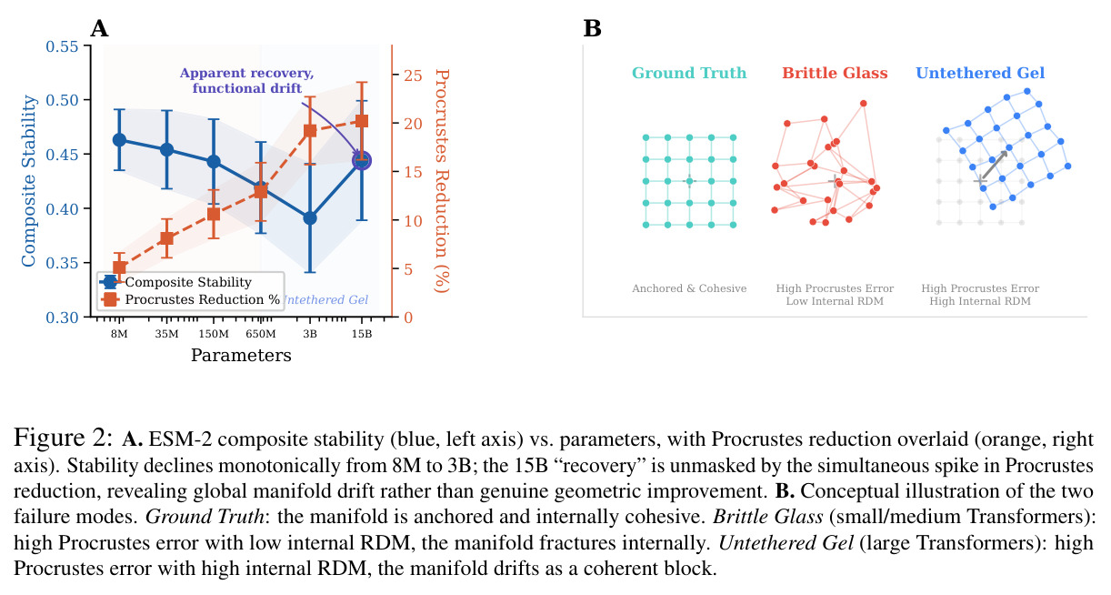 A. ESM-2 composite stability (blue, left axis) vs. parameters, with Procrustes reduction overlaid (orange, right axis). Stability declines monotonically from 8M to 3B; the 15B 'recovery' is unmasked by the simultaneous spike in Procrustes reduction, revealing global manifold drift rather than genuine geometric improvement. B. Conceptual illustration of the two failure modes.