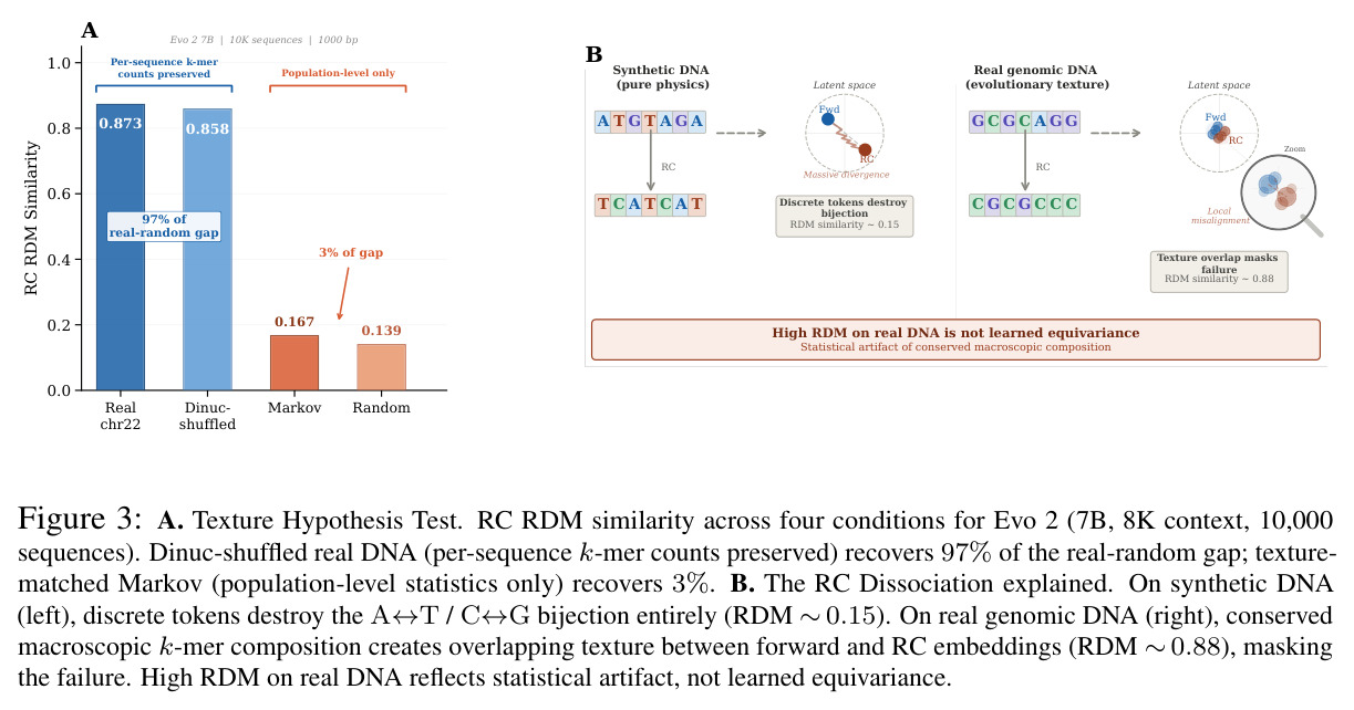 A. Texture Hypothesis Test. RC RDM similarity across four conditions for Evo 2. Dinuc-shuffled real DNA (per-sequence k-mer counts preserved) recovers 97% of the real-random gap; texture-matched Markov (population-level statistics only) recovers 3%. B. The RC Dissociation explained. On synthetic DNA (left), discrete tokens destroy the A↔T / C↔G bijection entirely (RDM ∼0.15). On real genomic DNA (right), conserved macroscopic k-mer composition creates overlapping texture between forward and RC embeddings (RDM ∼0.88), masking the failure.