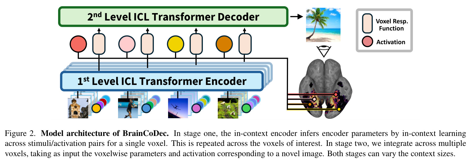 Model architecture of BrainCoDec.