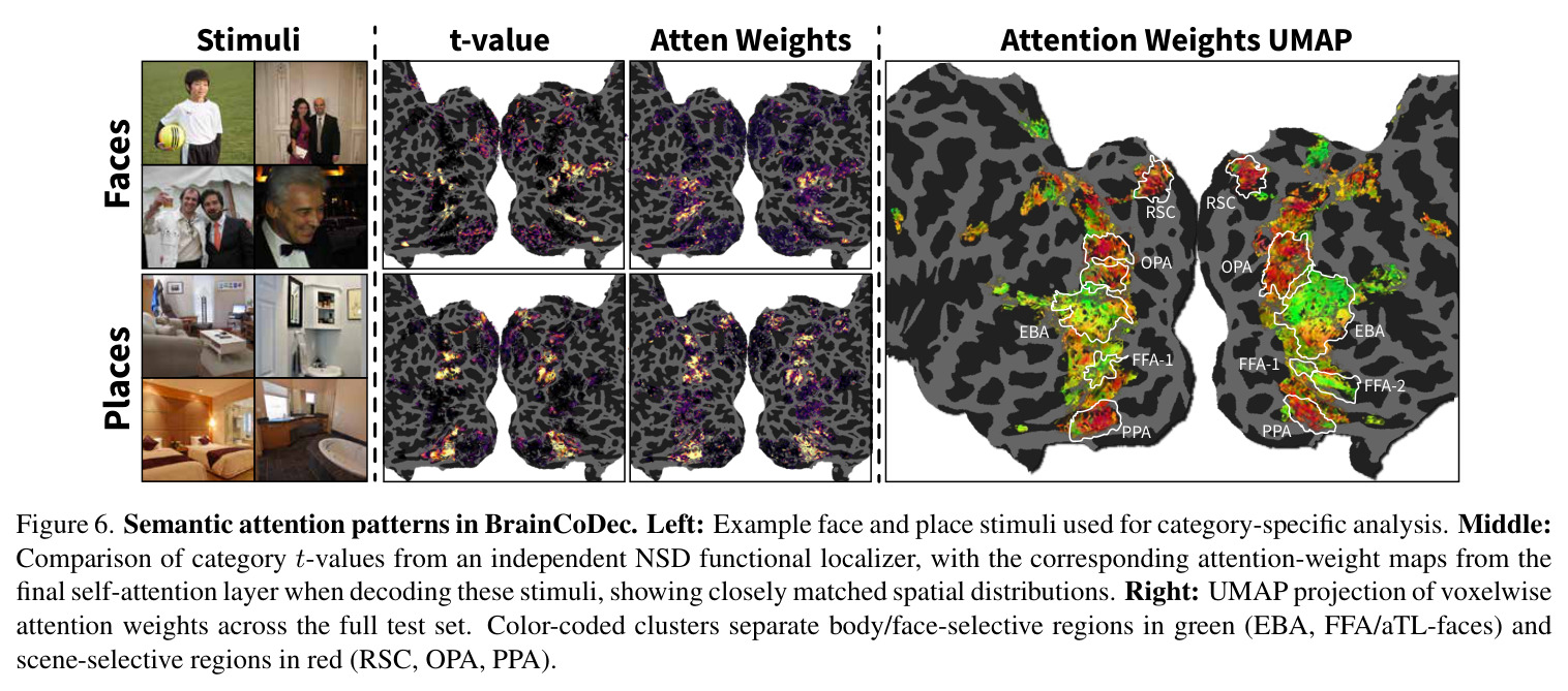 Semantic attention patterns in BrainCoDec.
