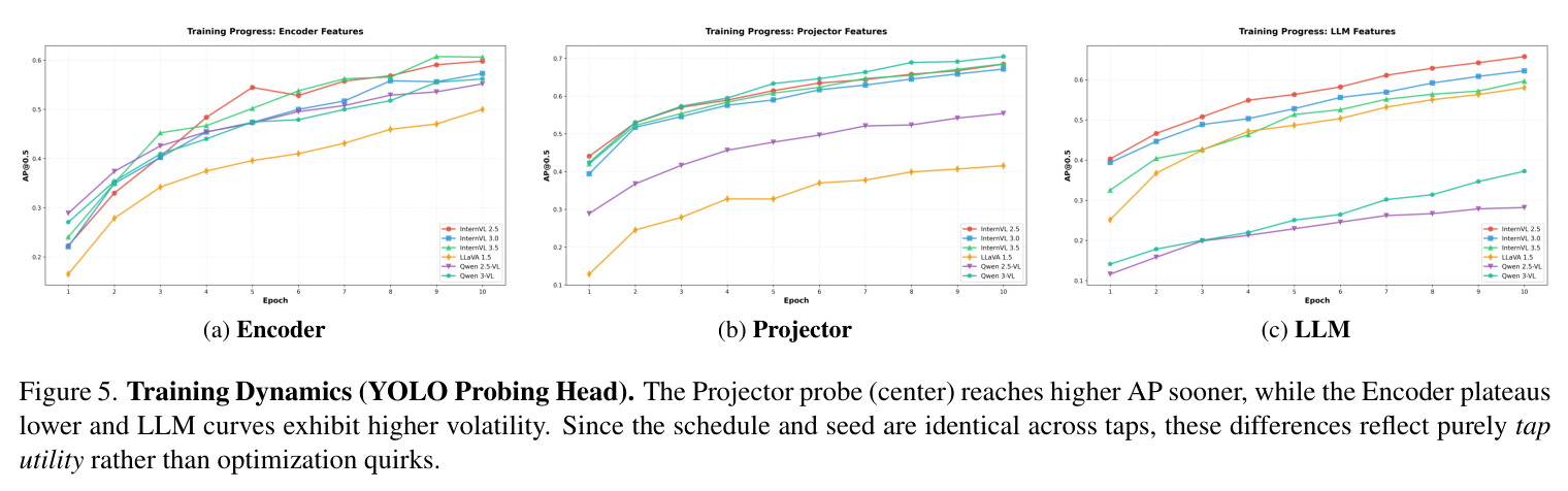 Training Dynamics (YOLO Probing Head)
