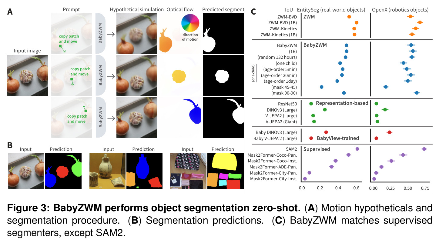BabyZWM performs object segmentation zero-shot. (A) 运动假设与分割流程;(B) 分割预测可视化;(C) BabyZWM 与监督分割器相当,仅次于 SAM2