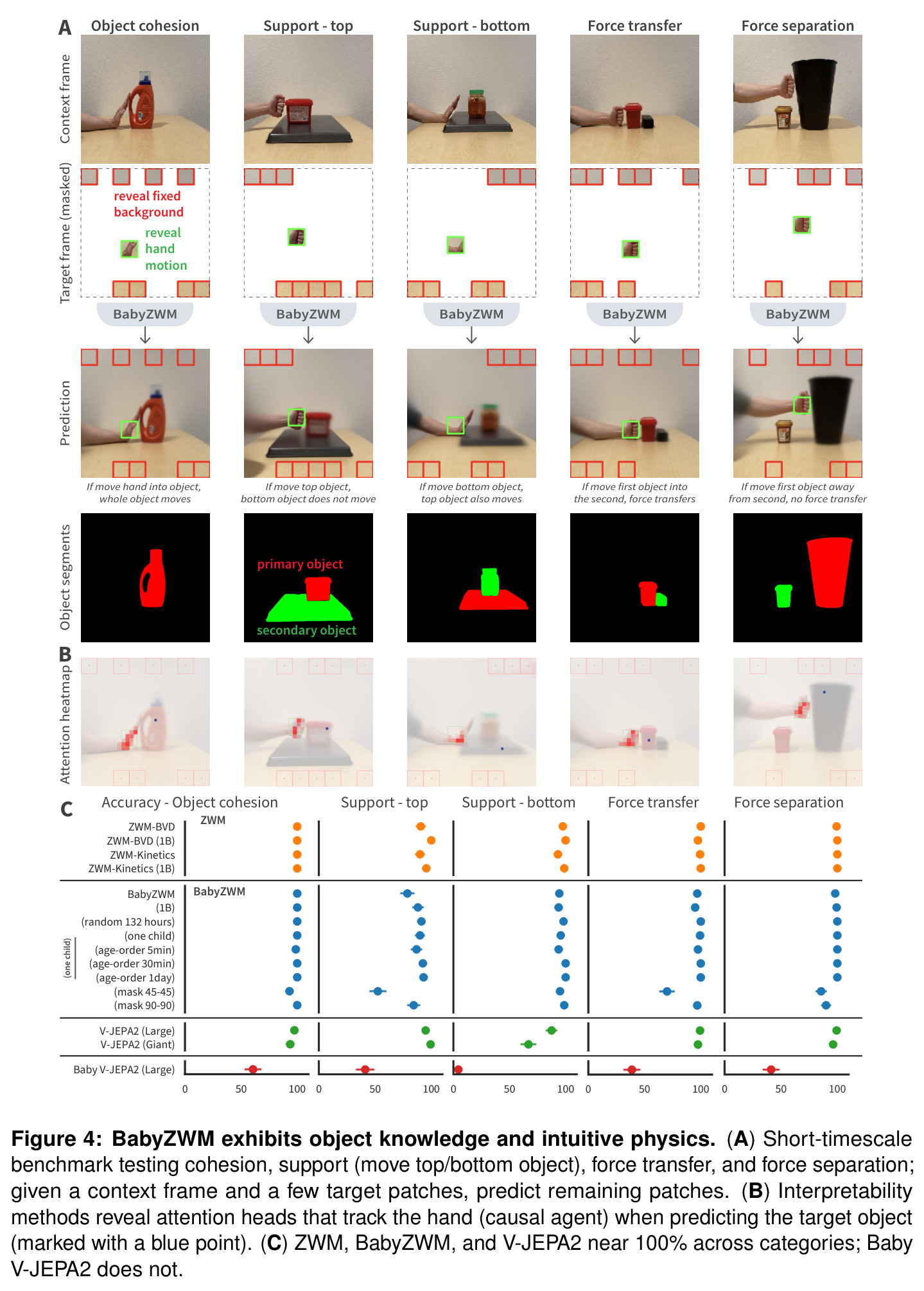 BabyZWM exhibits object knowledge and intuitive physics. (A) 短时物理基准测试凝聚、支撑(动上/下)、力传递、力分离;(B) 解释性方法揭示跟踪手部的注意力头;(C) ZWM、BabyZWM、V-JEPA2 接近 100%,Baby V-JEPA2 落后