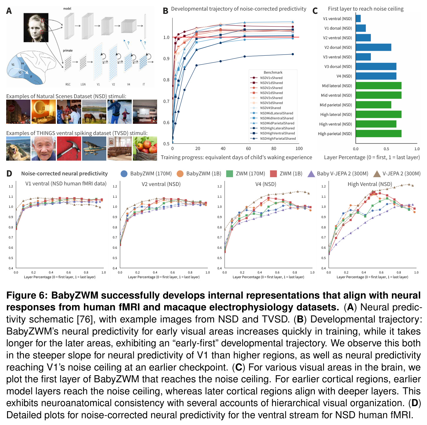 BabyZWM develops brain-like internal representations. (A) 神经预测性示意;(B) 发育轨迹:V1 早达天花板,高级皮层渐进,呈 early-first 模式;(C) 不同脑区对应的模型层;(D) NSD 腹侧流详细神经预测性曲线