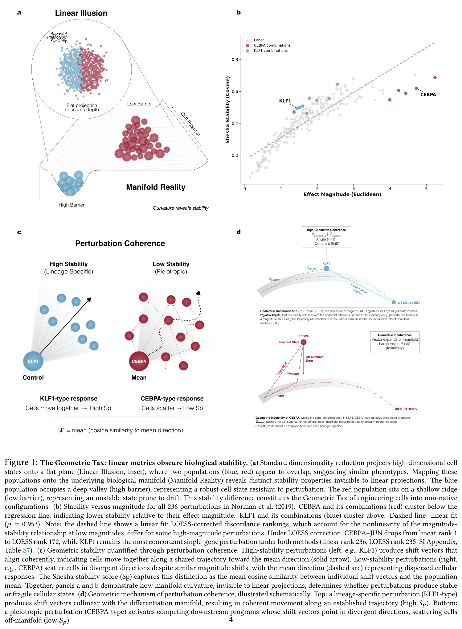 The Geometric Tax: linear metrics obscure biological stability