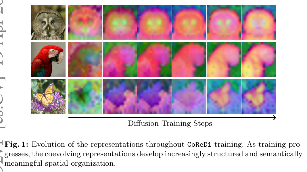 Evolution of the representations throughout CoReDi training