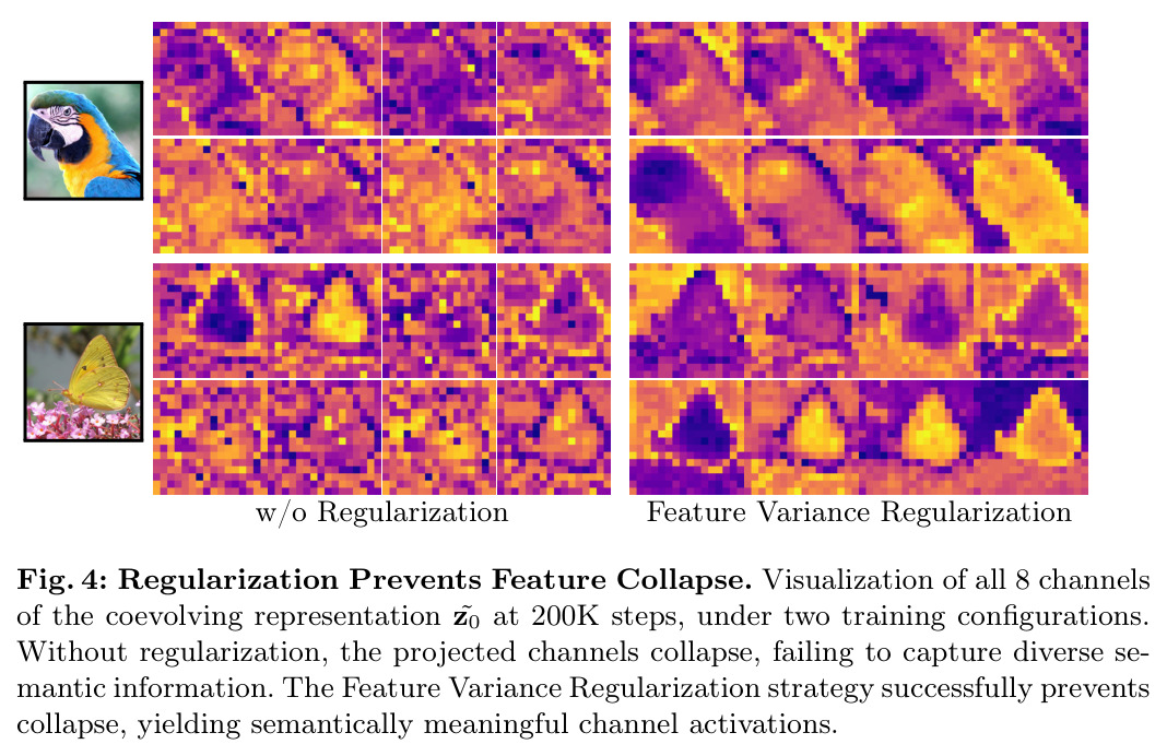 Regularization Prevents Feature Collapse