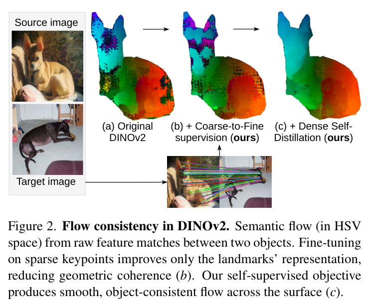 Flow consistency in DINOv2. Semantic flow (in HSV space) from raw feature matches between two objects. Fine-tuning on sparse keypoints improves only the landmarks' representation, reducing geometric coherence (b). Our self-supervised objective produces smooth, object-consistent flow across the surface (c).