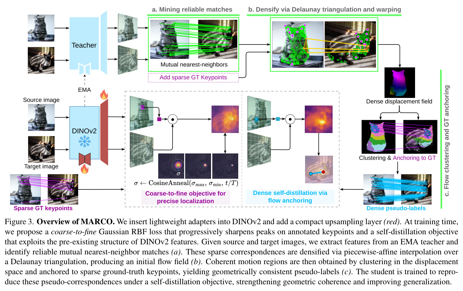 Overview of MARCO. We insert lightweight adapters into DINOv2 and add a compact upsampling layer (red). At training time, we propose a coarse-to-fine Gaussian RBF loss that progressively sharpens peaks on annotated keypoints and a self-distillation objective that exploits the pre-existing structure of DINOv2 features.