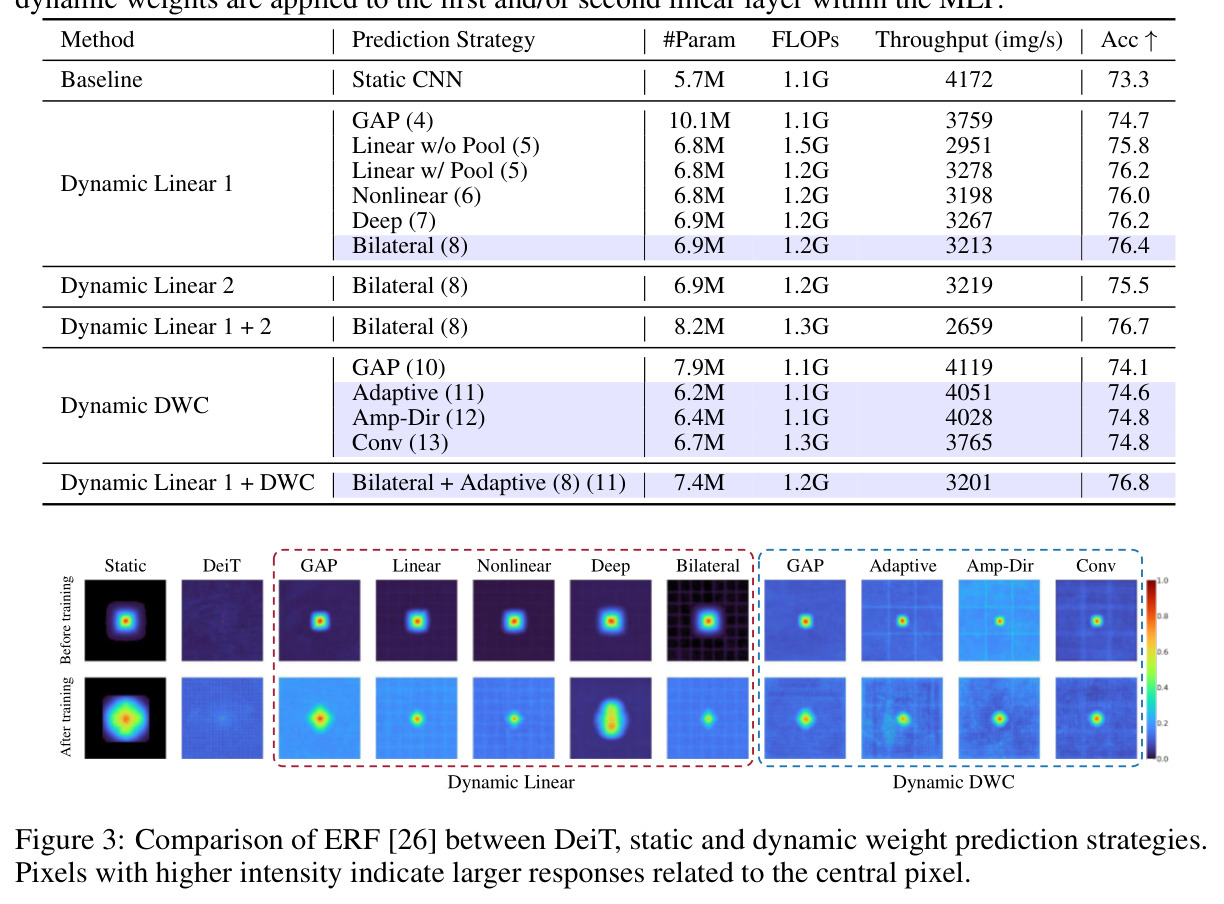 Comparison of ERF between DeiT, static and dynamic weight prediction strategies