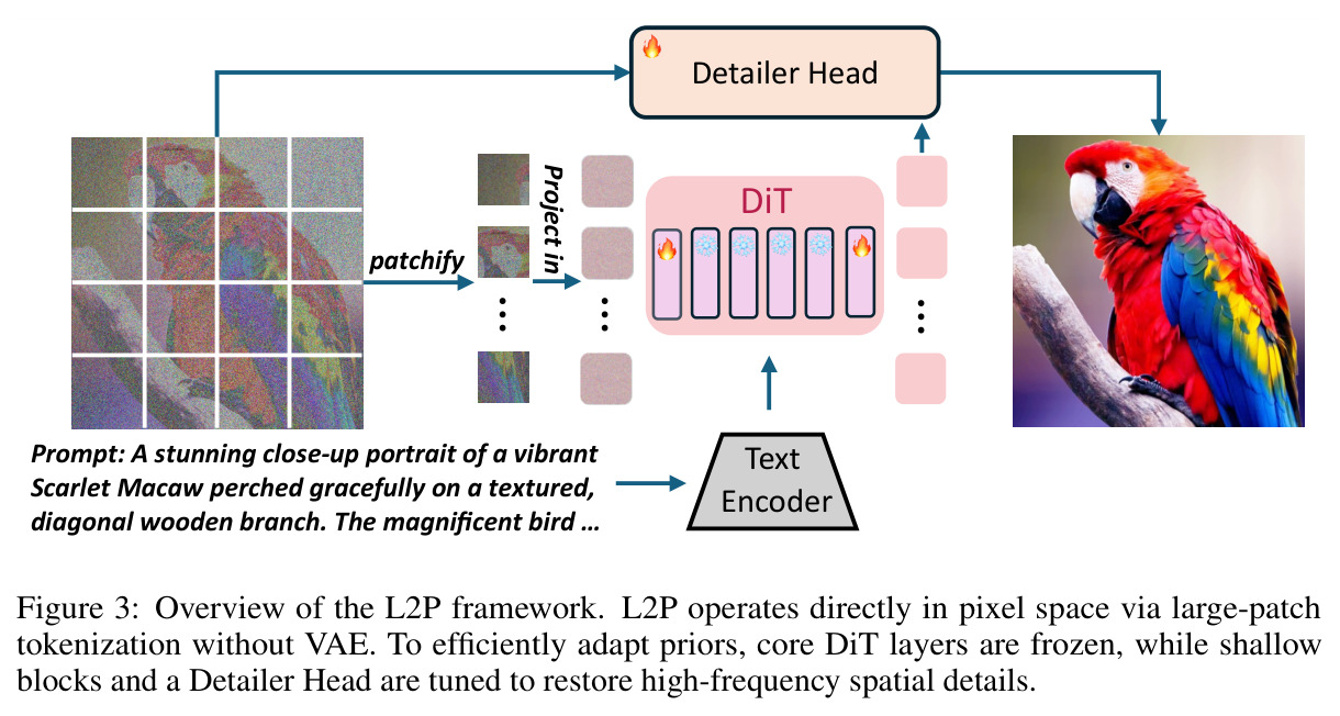 L2P 框架总览。L2P 直接在像素空间通过大 patch tokenization 摆脱 VAE；为高效适配先验，核心 DiT 层被冻结，仅浅层 block 和 Detailer Head 被调优以恢复高频空间细节。