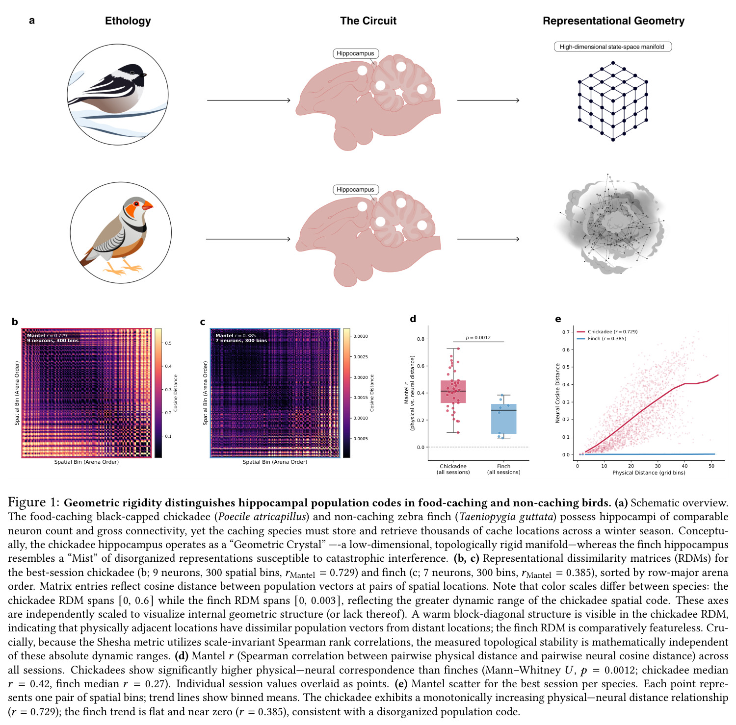 Geometric rigidity distinguishes hippocampal population codes in food-caching and non-caching birds.