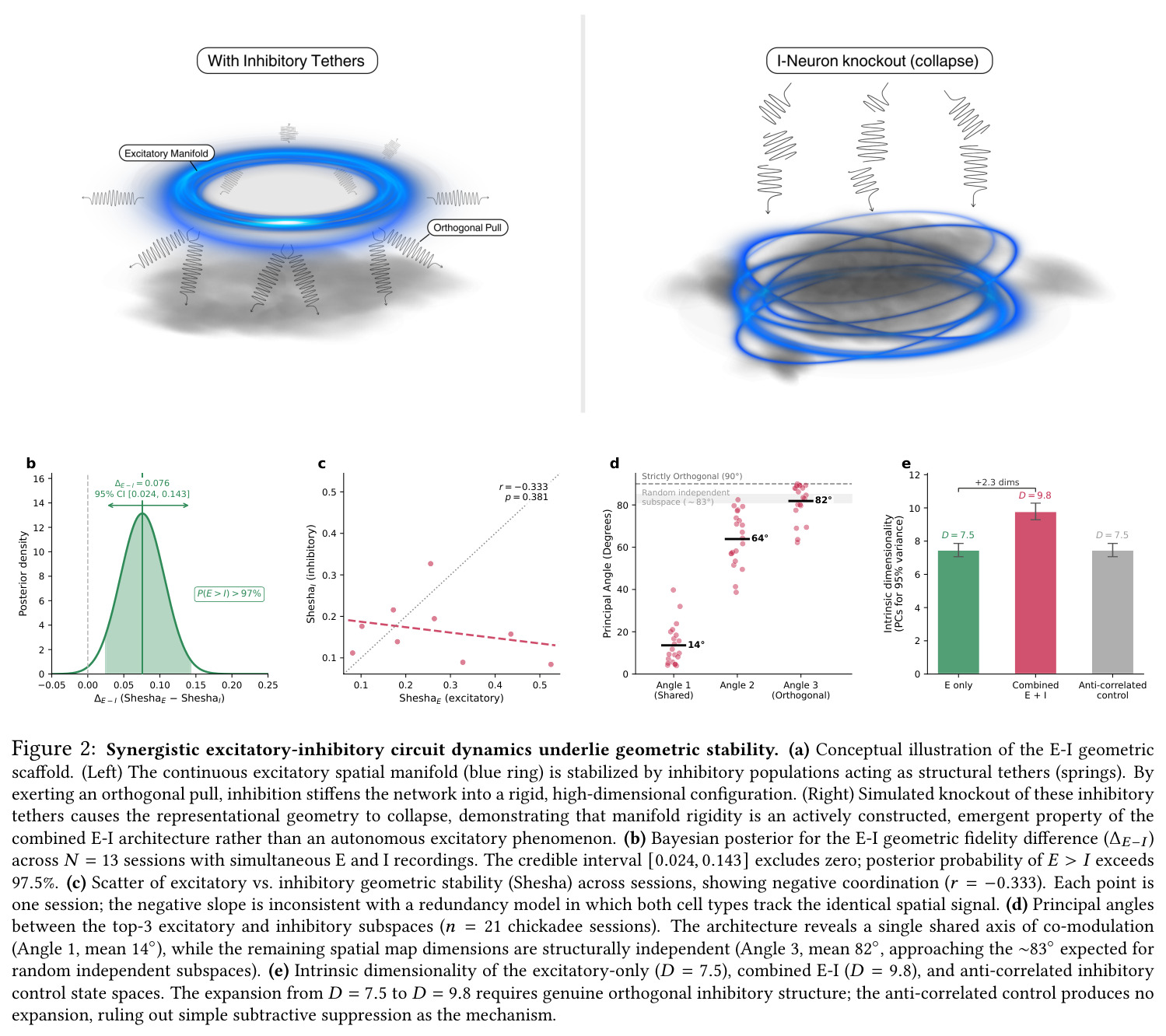 Synergistic excitatory-inhibitory circuit dynamics underlie geometric stability.