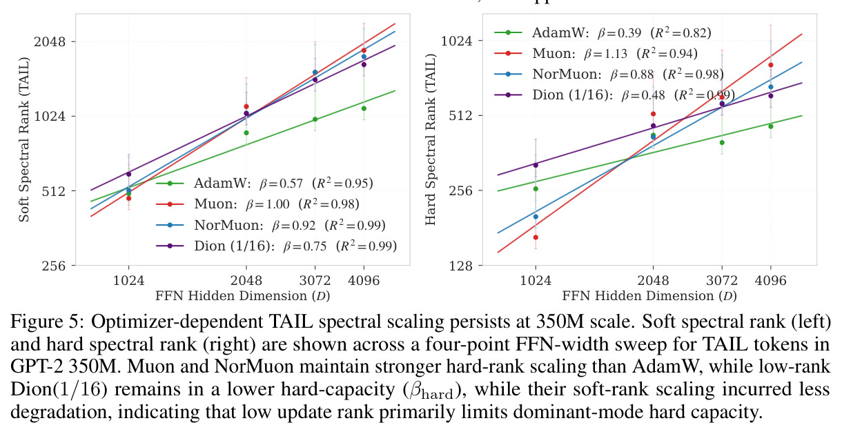 Optimizer-dependent TAIL spectral scaling persists at 350M scale.