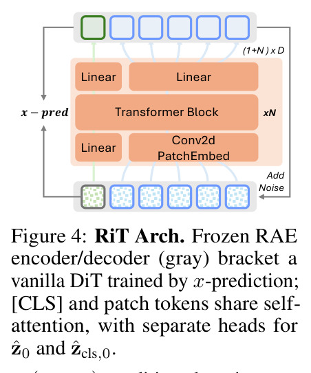 RiT Arch. Frozen RAE encoder/decoder bracket a vanilla DiT trained by x-prediction.