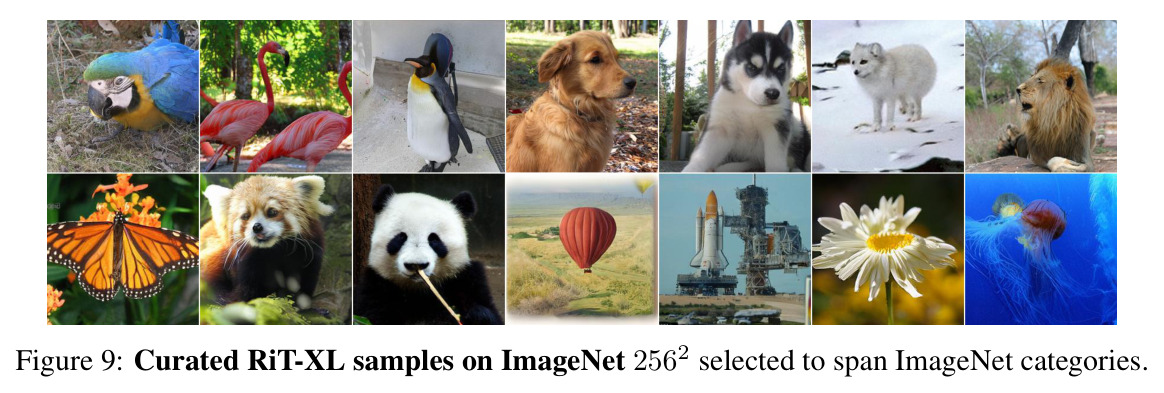 Curated RiT-XL samples on ImageNet 256².