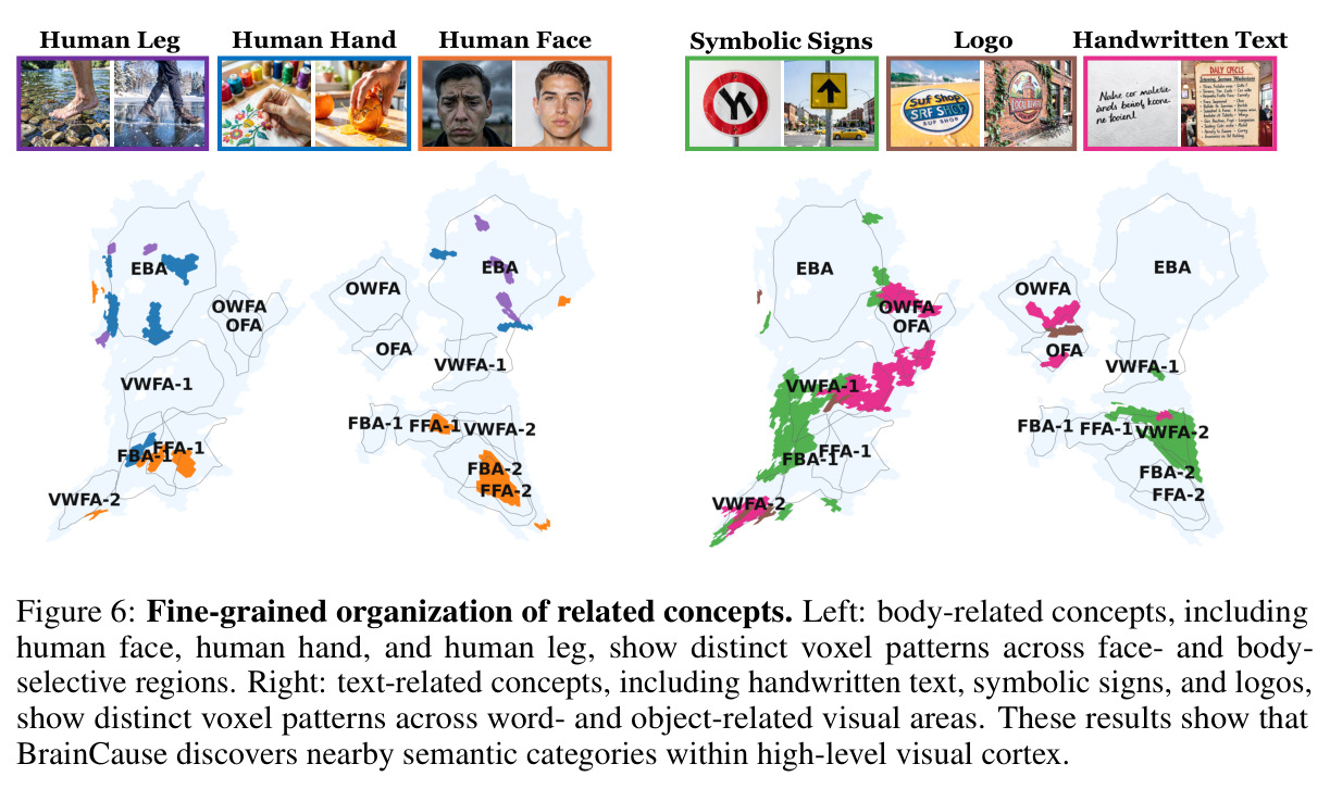 Fine-grained organization of related concepts.