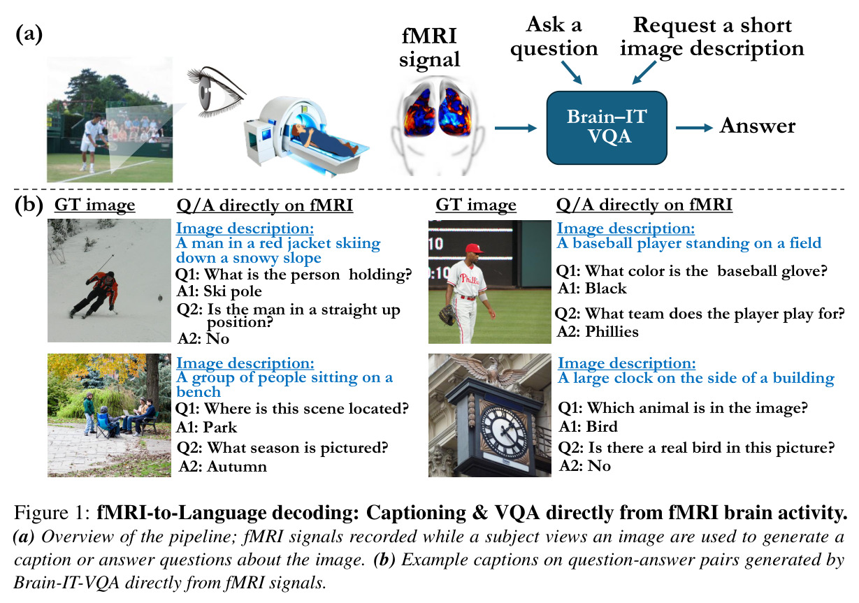 fMRI-to-Language decoding: Captioning & VQA directly from fMRI brain activity.