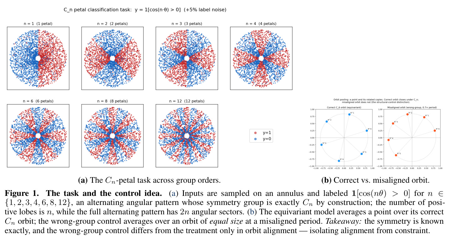 The task and the control idea. (a) Inputs are sampled on an annulus and labeled 1[cos(nθ) > 0] for n ∈ {1, 2, 3, 4, 6, 8, 12}, an alternating angular pattern whose symmetry group is exactly Cn by construction; the number of positive lobes is n, while the full alternating pattern has 2n angular sectors. (b) The equivariant model averages a point over its correct Cn orbit; the wrong-group control averages over an orbit of equal size at a misaligned period.