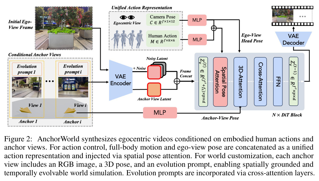 AnchorWorld synthesizes egocentric videos conditioned on embodied human actions and anchor views. For action control, full-body motion and ego-view pose are concatenated as a unified action representation and injected via spatial pose attention. For world customization, each anchor view includes an RGB image, a 3D pose, and an evolution prompt, enabling spatially grounded and temporally evolvable world simulation. Evolution prompts are incorporated via cross-attention layers.